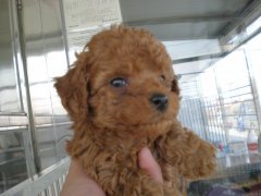 刚买回来的泰迪犬怎么饲养？