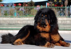 夏季怎么喂养藏獒？