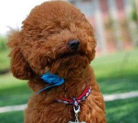 泰迪犬需要补充哪些营养？