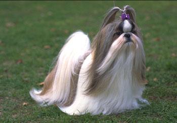 饲养西施犬的注意五点事项