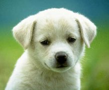 家里的狗狗拉肚子了怎么办？