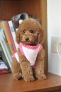 泰迪熊幼犬饮食的科学安排