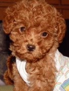 教你怎么让泰迪熊幼犬断奶？