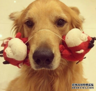 狗狗产后的喂养之道