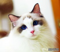 如何喂养布偶猫