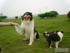 狗狗秋季脱毛吃什么？