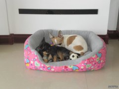 狗狗怀孕吃什么补充营养？吃羊奶