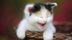 猫咪没有食欲怎么办？猫咪不吃猫