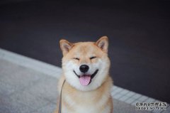 幼犬应该什么时候断奶？幼犬断奶