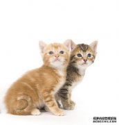 猫咪肠胃病的治疗误区
