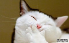 冬季养猫咪必备的养护重点