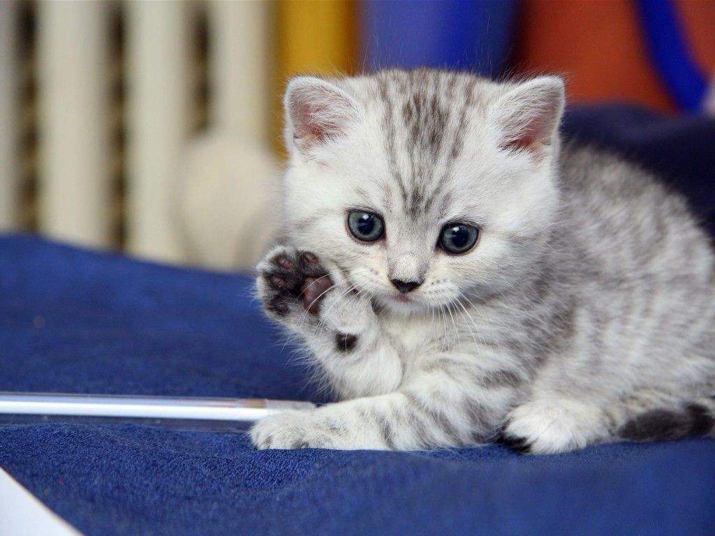 猫咪惹人爱，科学喂养小奶猫你会