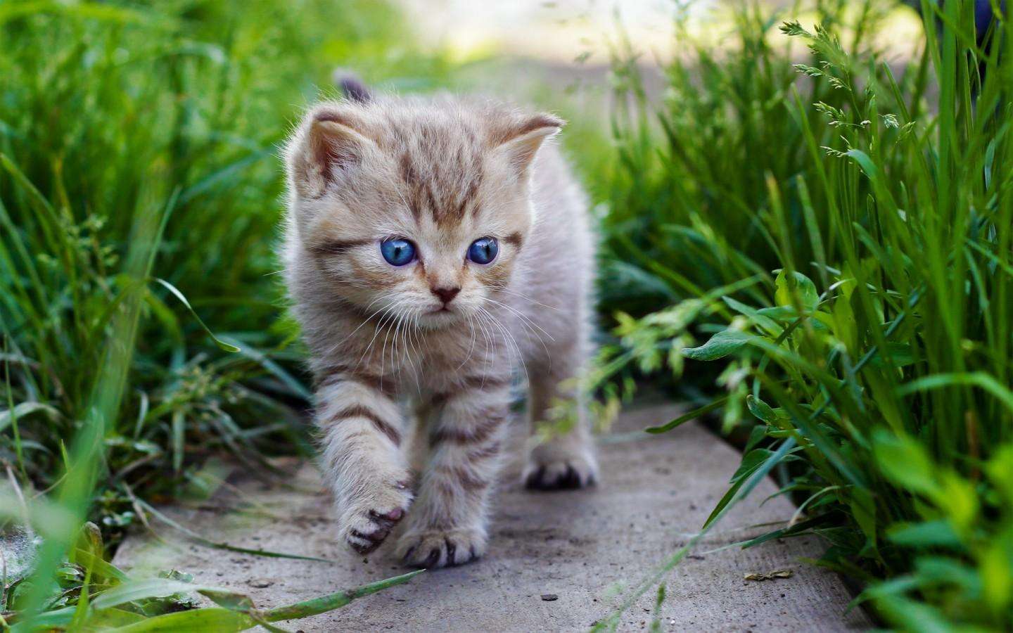 猫鼻支该如何预防？