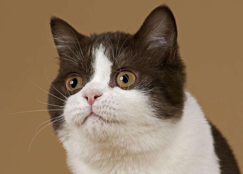 猫毛发怎样才能保持光泽靓丽？