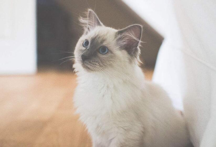 猫鼻支容易传染猫咪吗？