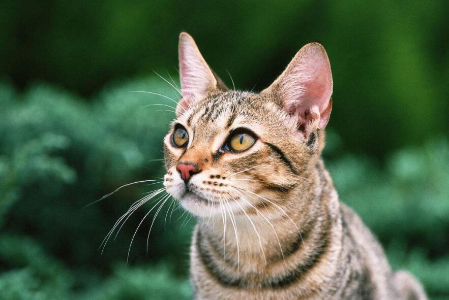 猫咪毛发不健康，猫咪吃点什么才