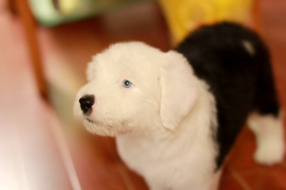 为什么说狗狗需要吃卵磷脂？狗狗