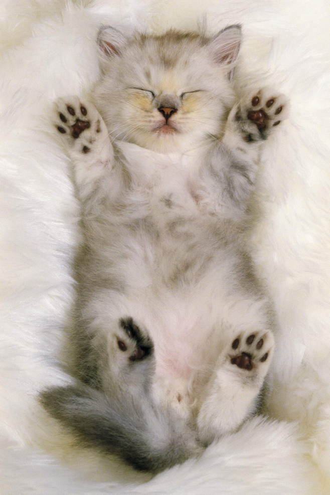 猫咪毛发不好吃点什么好？宠物卵