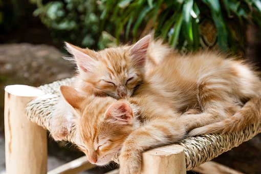 猫咪吃什么牌子宠物卵磷脂好？