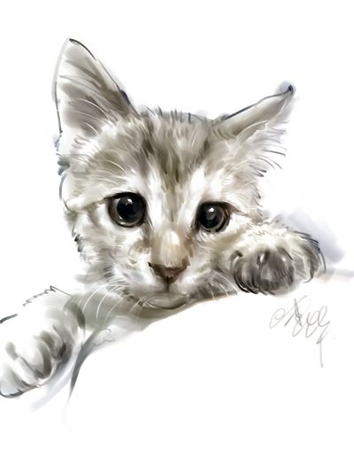 猫咪吃宠物卵磷脂作用大吗？MA