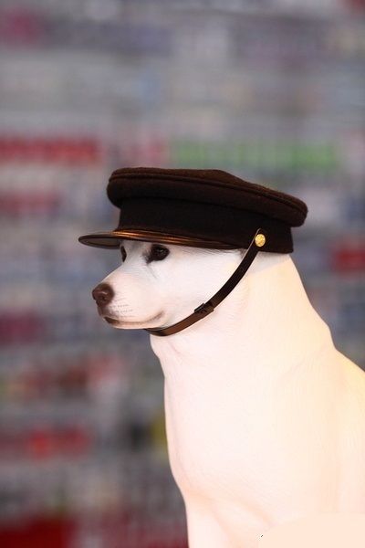 狗狗可以怎么补充营养？狗狗是否