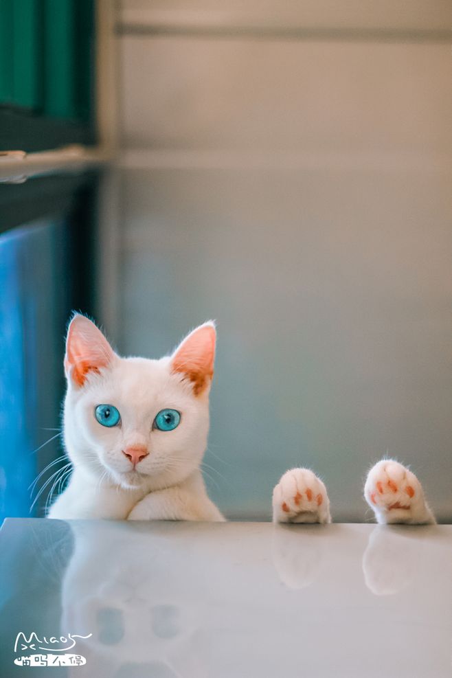 猫咪可以每天喝羊奶粉吗? 给猫咪
