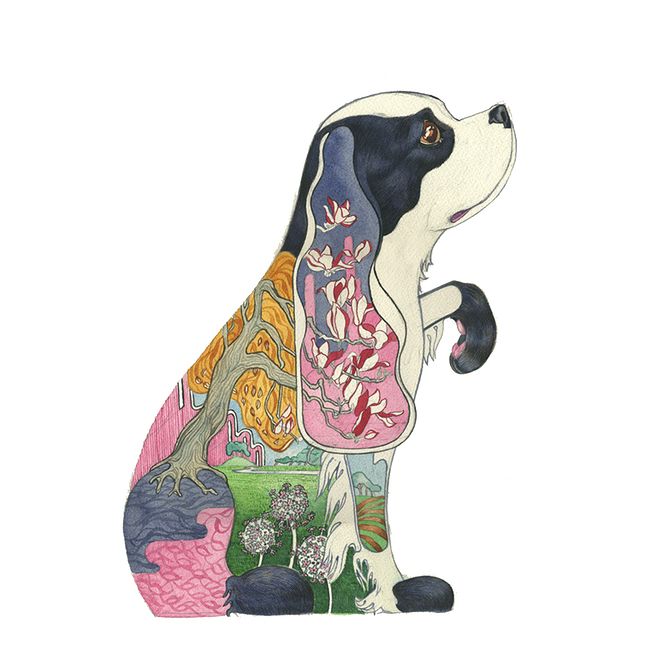 狗狗缺钙的四大原因——补钙首选