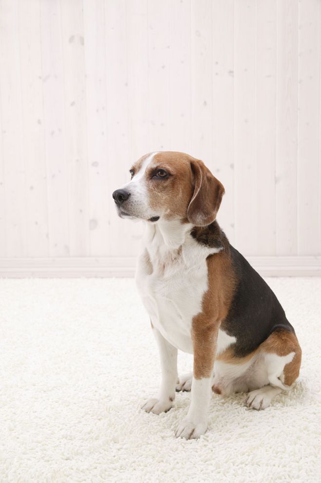 MAG宠物——给狗狗补钙的三大方法
