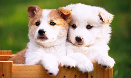与犬猫健康息息相关——MAG守护爱