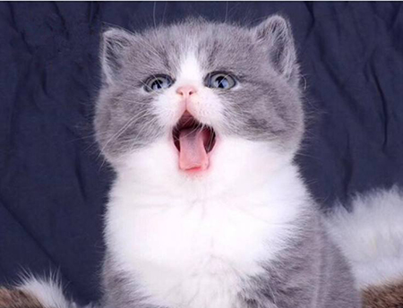 猫咪也要补充营养 MAG宠物营养品